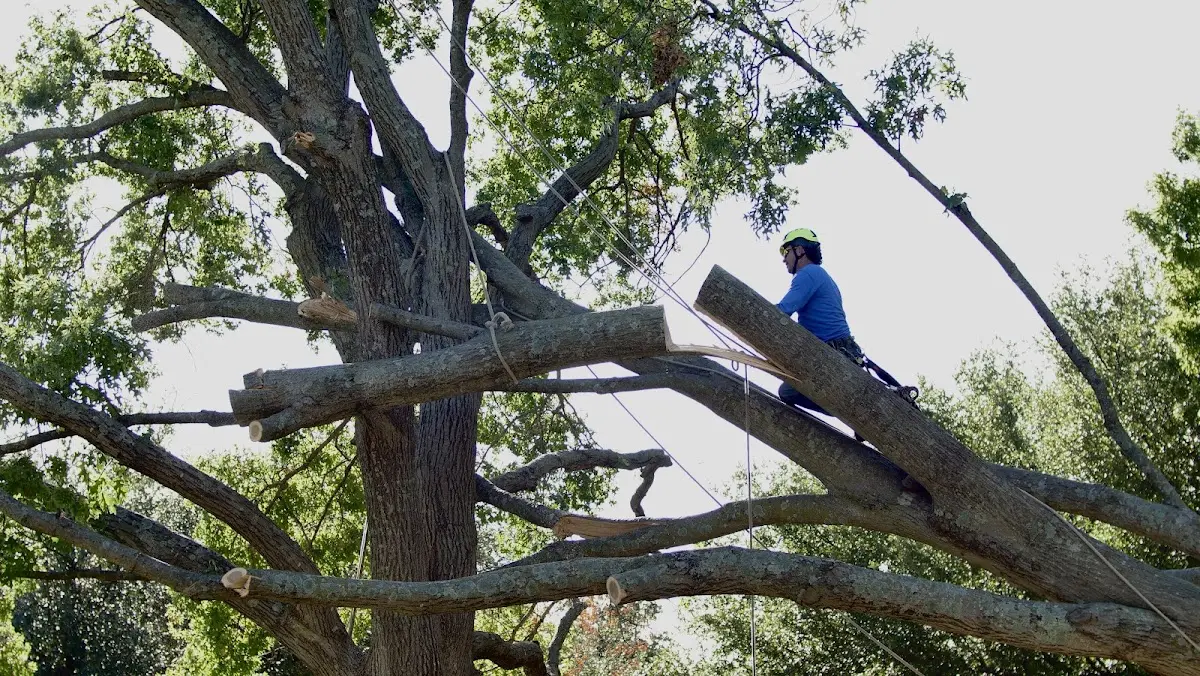 Professional Hazardous Tree Removal performed by certified arborists in Isle