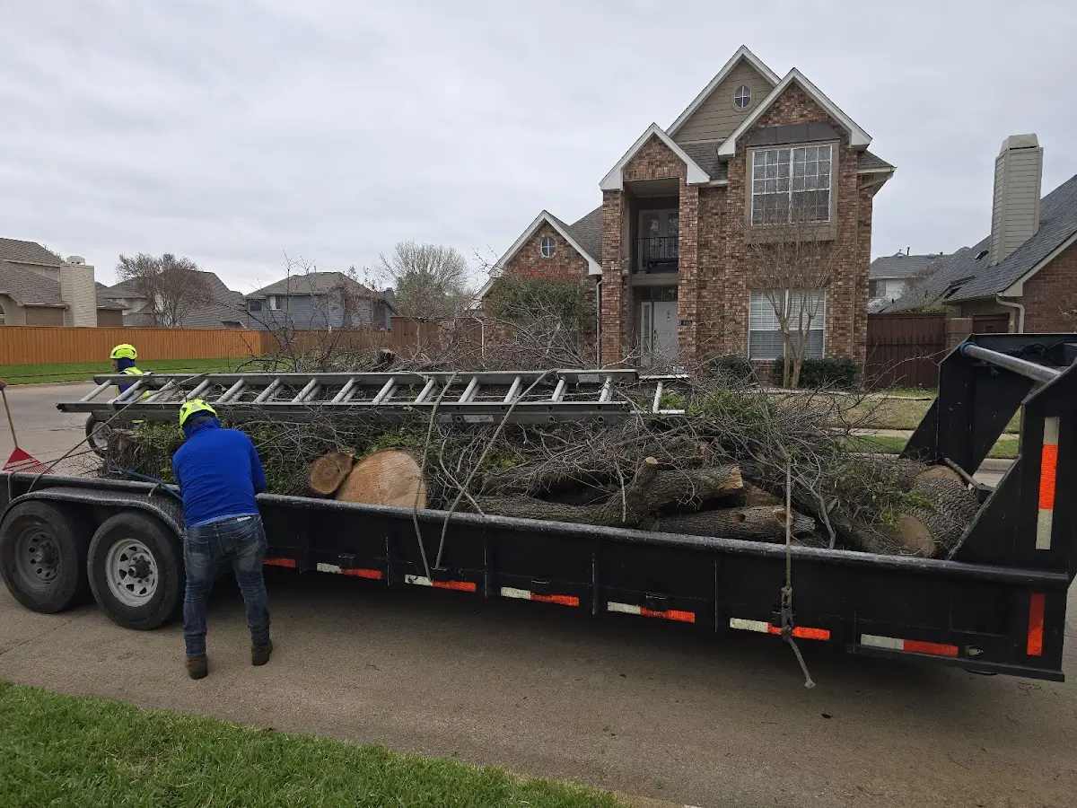 Expert Tree Removal with proper safety equipment in Isle